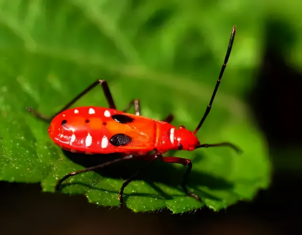 惠州近期出现大量红色“怪虫”，看着很吓人！
