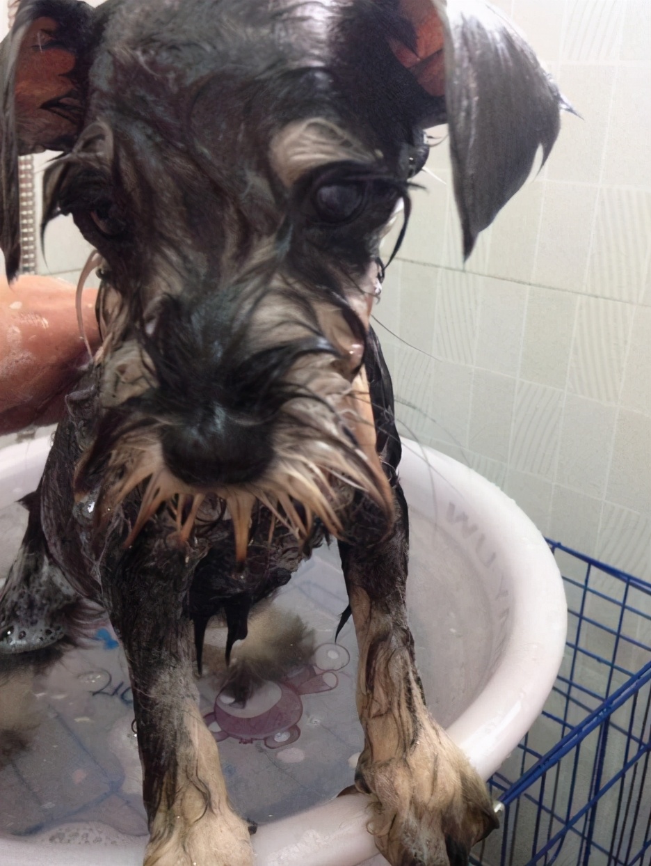 虽然雪纳瑞不掉毛,体味小,很多人可能会忽略了它们的护理工作,为了