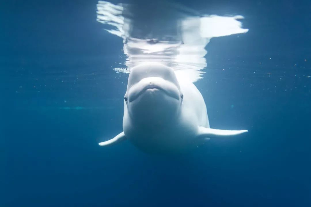 白鲸,是很爱发声的齿鲸,它们能发出海面上下都可以听到的颤声,鸣叫声
