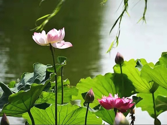 七绝·《荷塘夏恋》