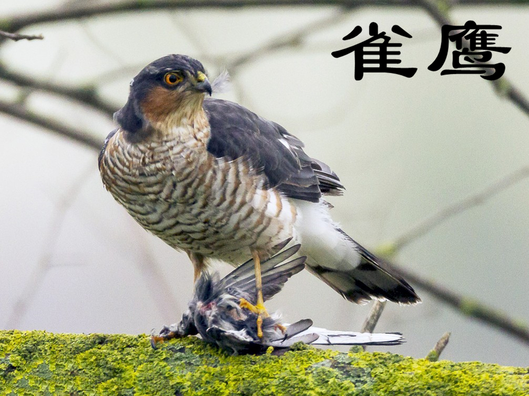 "瓦蓝蓝的天上飞老楞(鹰),我在东北眺望北京……",这首改编后的《站在