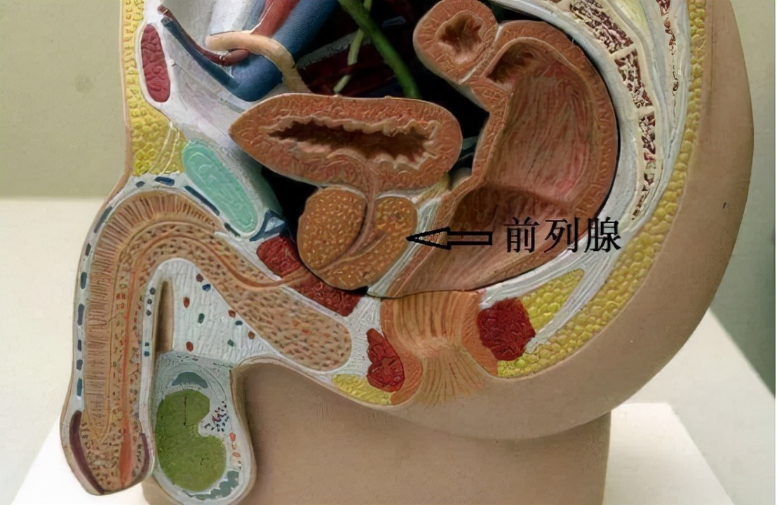 5药多角度松弛膀胱平滑肌，抑制前列腺增生，缓解尿频尿急尿失禁