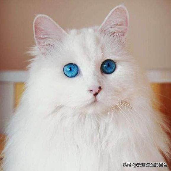 建议十二星座养的猫！有些可能听都没听过