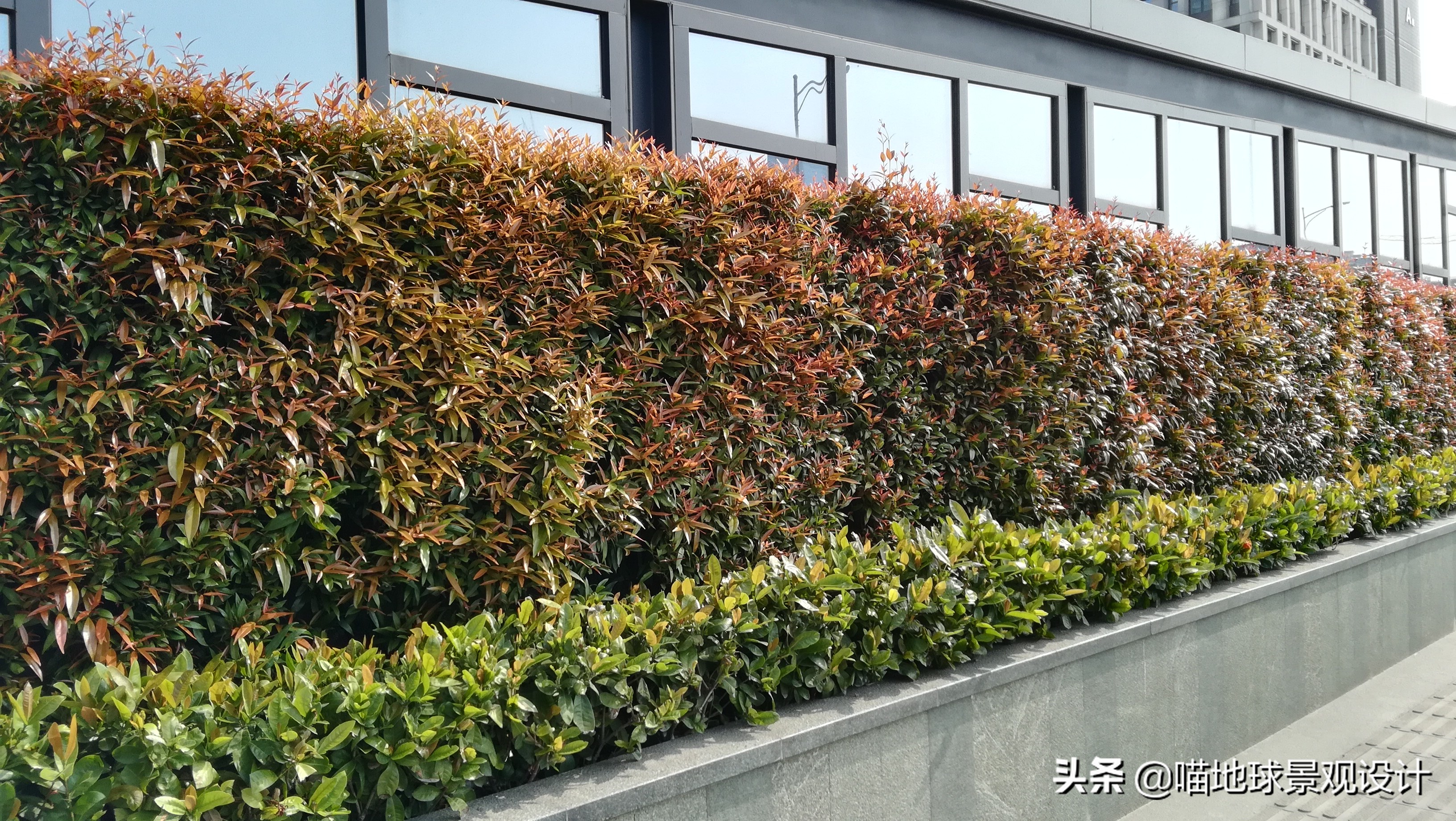 红叶石楠绿篱图片(22种私家庭院常用的围墙绿篱)