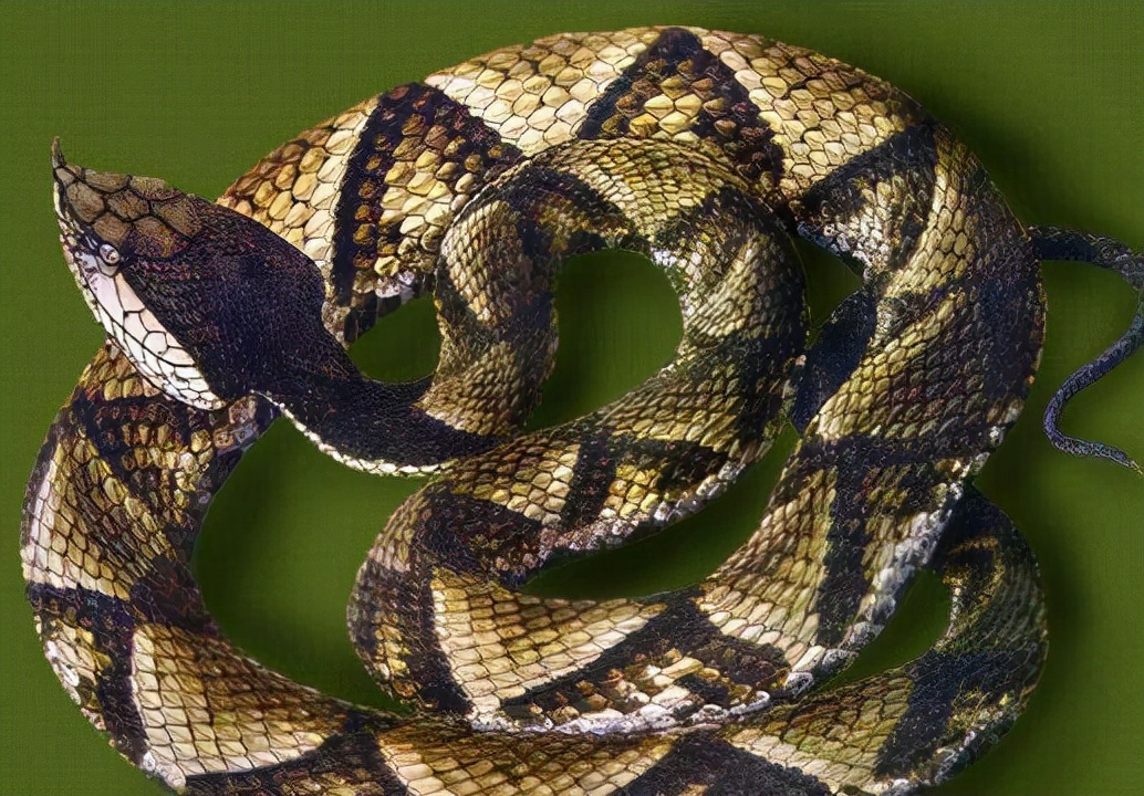 尖吻蝮：中国十大毒蛇之一！毒性恐怖，咬伤后能直接导致“烂肉”