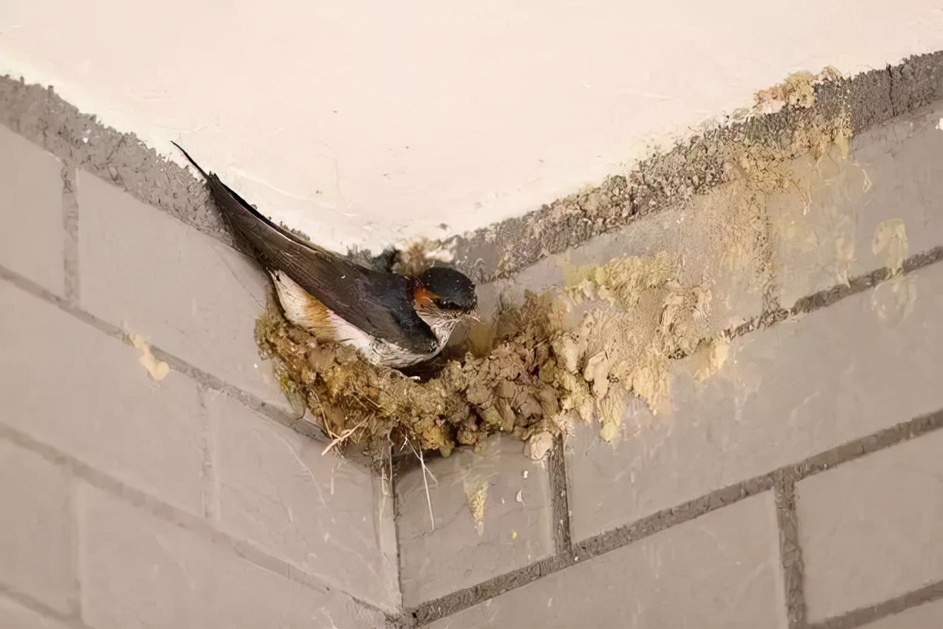 那么,为什么会产生有的人家家里有燕子窝,有的人家家里没有的现象呢?