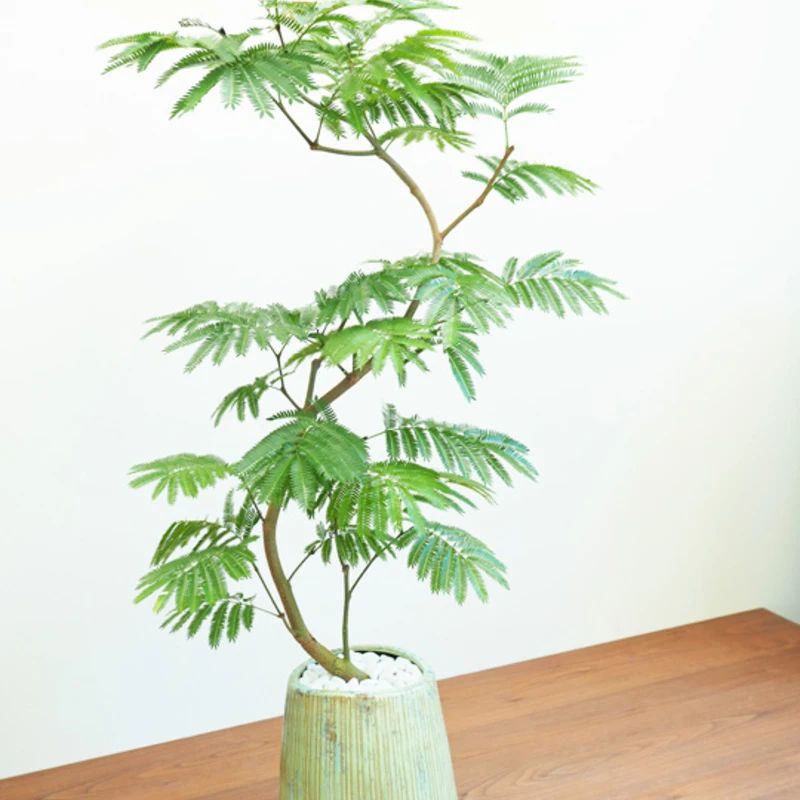 人气极高的7种室内观叶植物,这些盆栽植物多年流行一直没衰减