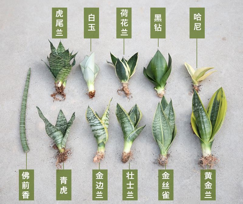 介绍32款叶子比花美的喜阴观叶绿植,不用阳光、无需开花也很美腻