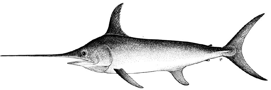 带你深度了解最快的海洋动物:剑鱼和旗鱼