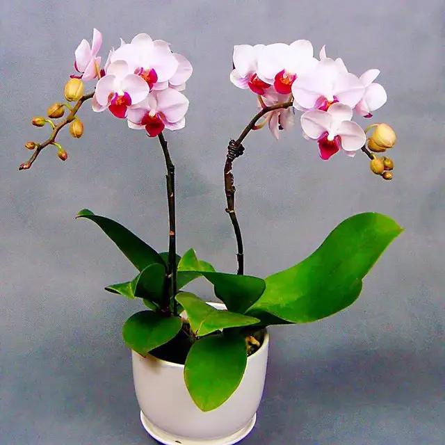 蝴蝶兰的花语和寓意