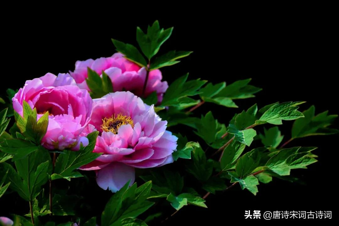 唯有牡丹真国色