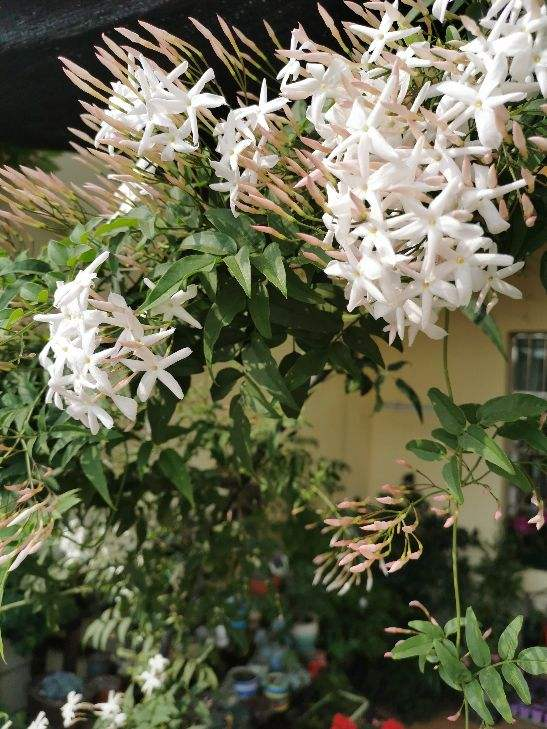 素馨花图片高清（素馨花的正确养护小技巧）