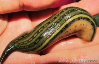 农村常见的蚂蝗，被称为水里的软黄金，它到底有哪些用处呢？