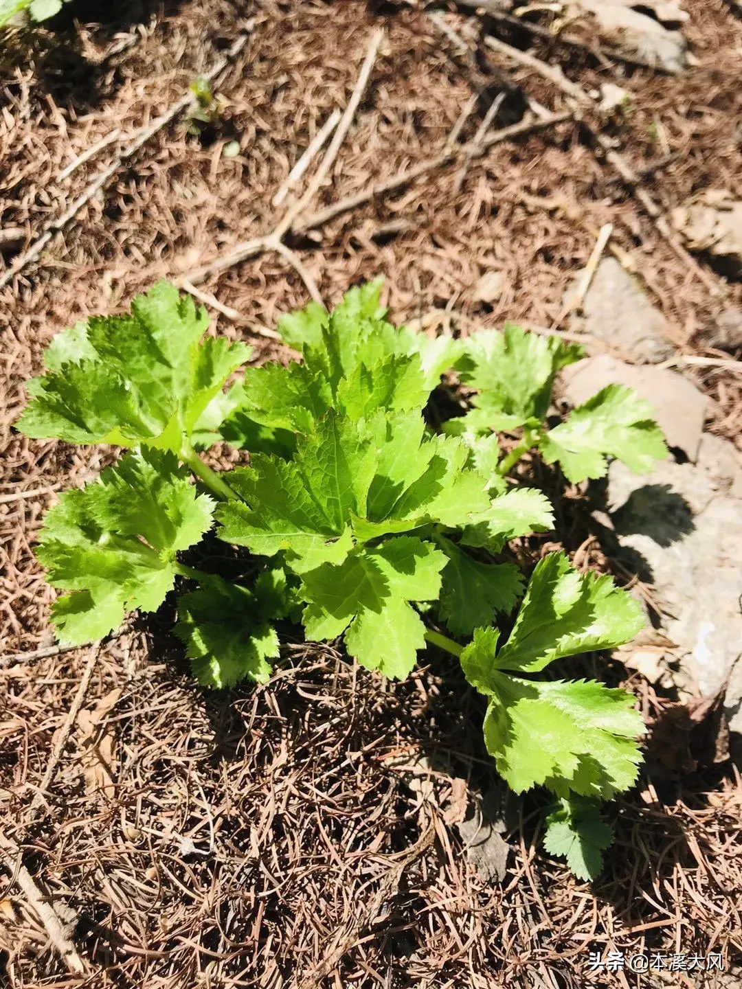 本溪山菜，本溪人的最爱，这个时节你最喜欢吃哪个山菜？