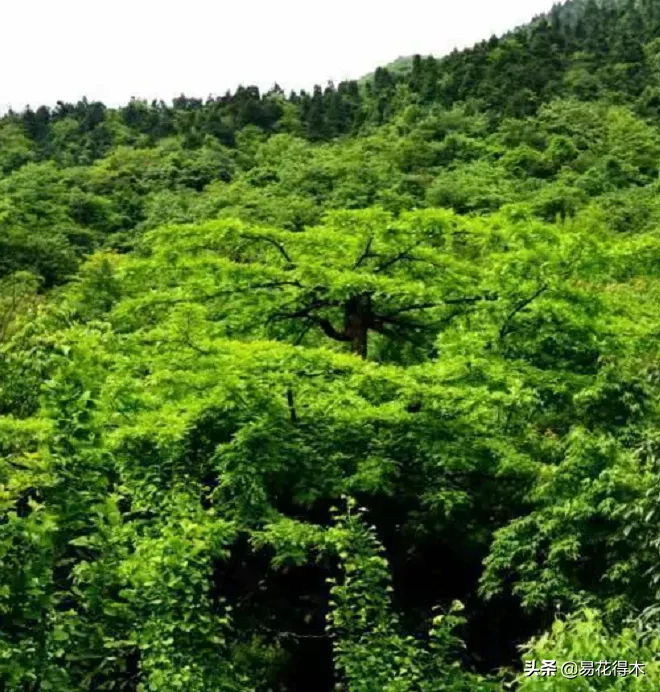 皂荚树与皂角树区别（全世界仅有6株野生的珍稀濒危物种）