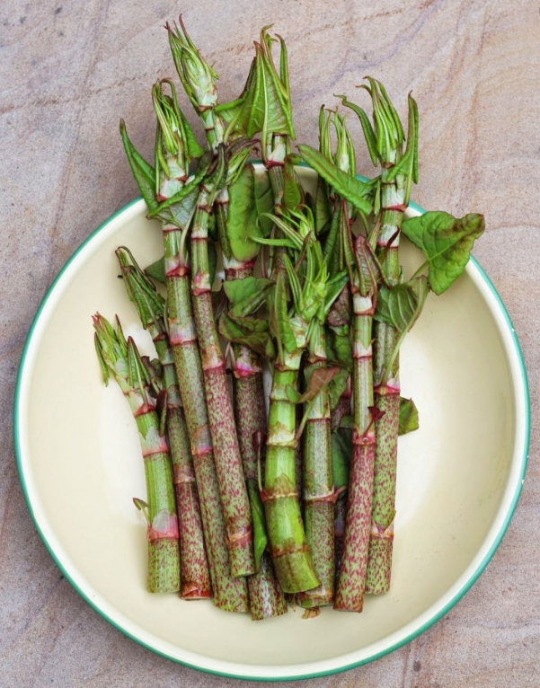 虎杖的功效与作用图片(日本虎杖) - 赤虎壹号