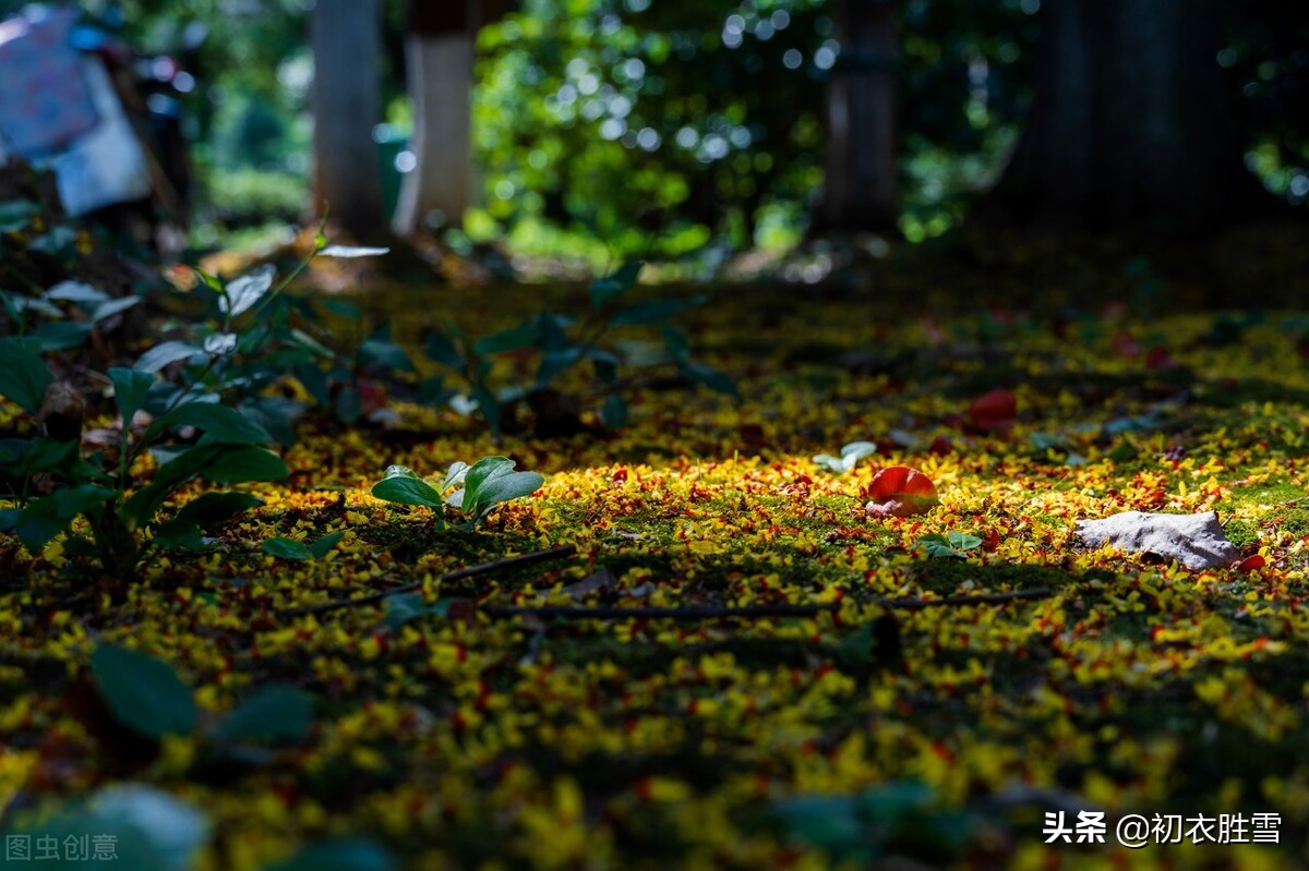 王维两首桂花，都写了桂花落，却是一春一秋，春天有桂花吗？