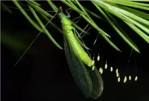 家中发现不明生物!有人说是三千年才开一次的花,有人说是虫……