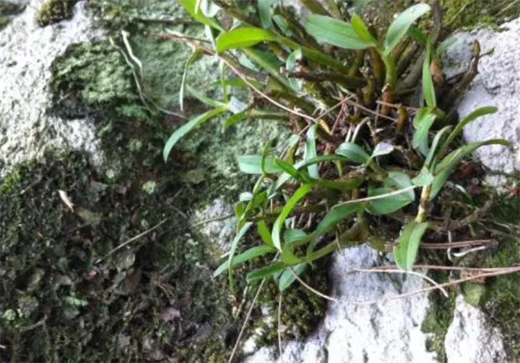 石壁上一种野草，比重楼要珍贵，古代是“御贡仙草”，1斤值几百