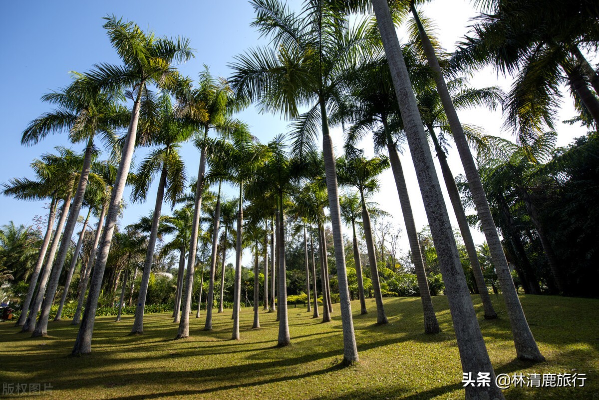 中国少有的热带城市，大量东北人来养老，冬天气温媲美三亚