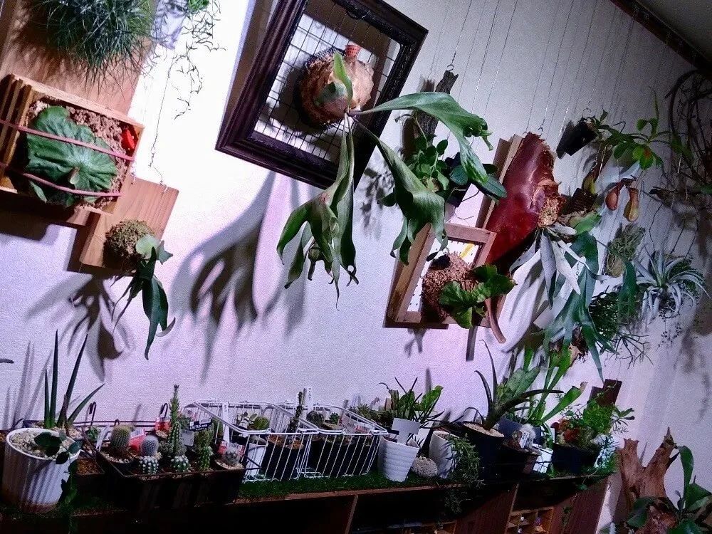 来看看各地花友在家布置的观叶植物，你觉得谁家的最美？