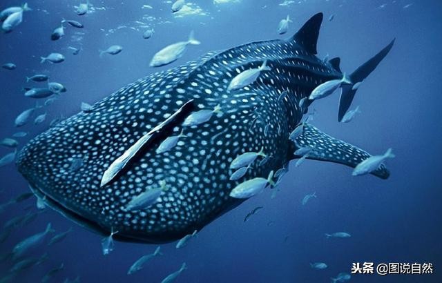 世界上最大的鱼类（最大的鱼，个头堪比鲸鱼!）-第13张图片