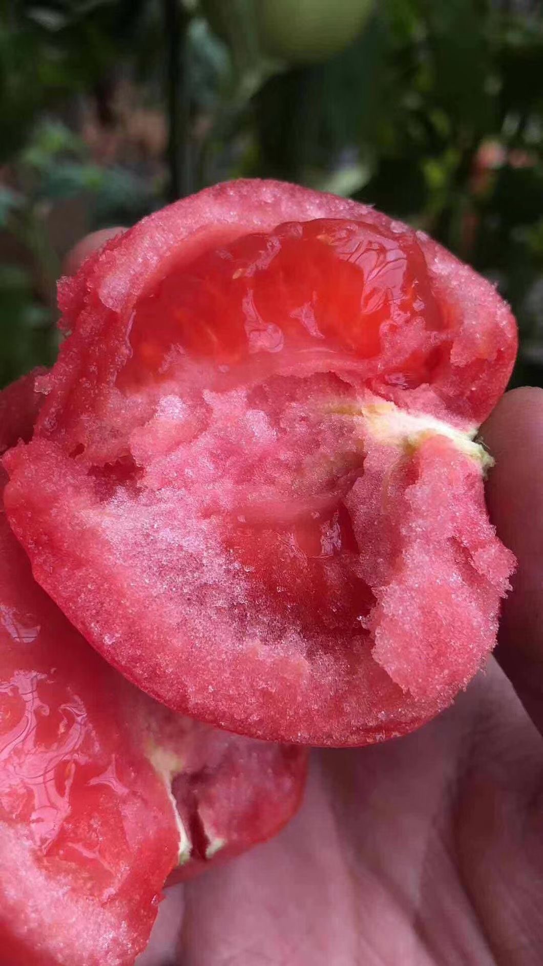 西红柿闯了什么“祸”？卖惨无人问津，卖贵有人拼命追