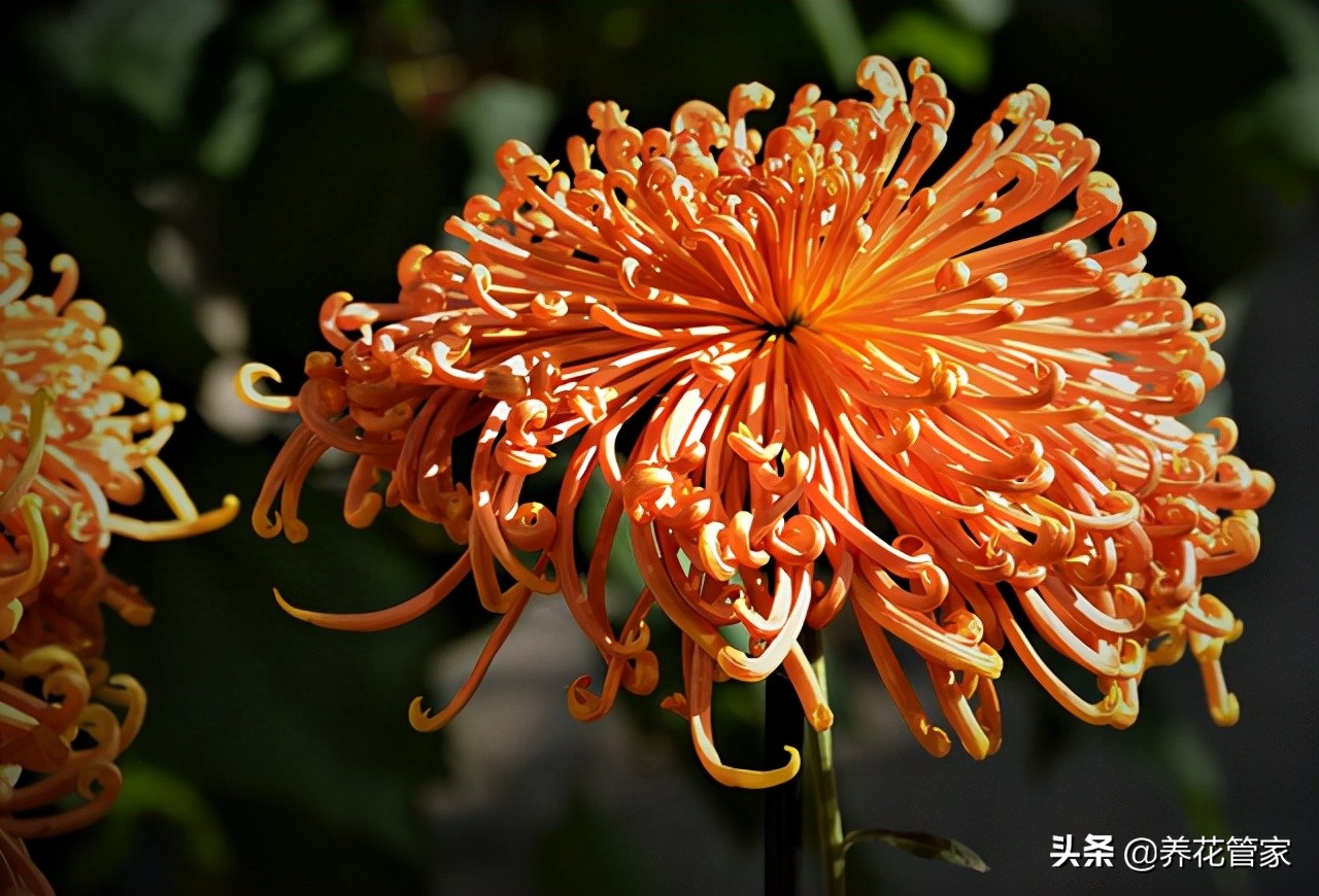 菊花什么时候开花（菊花四大品种的开花时间）