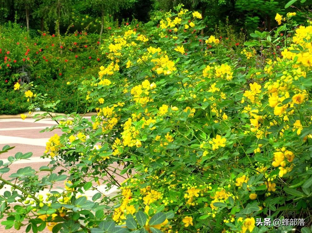 什么药材好种植,什么药材好种植又赚钱