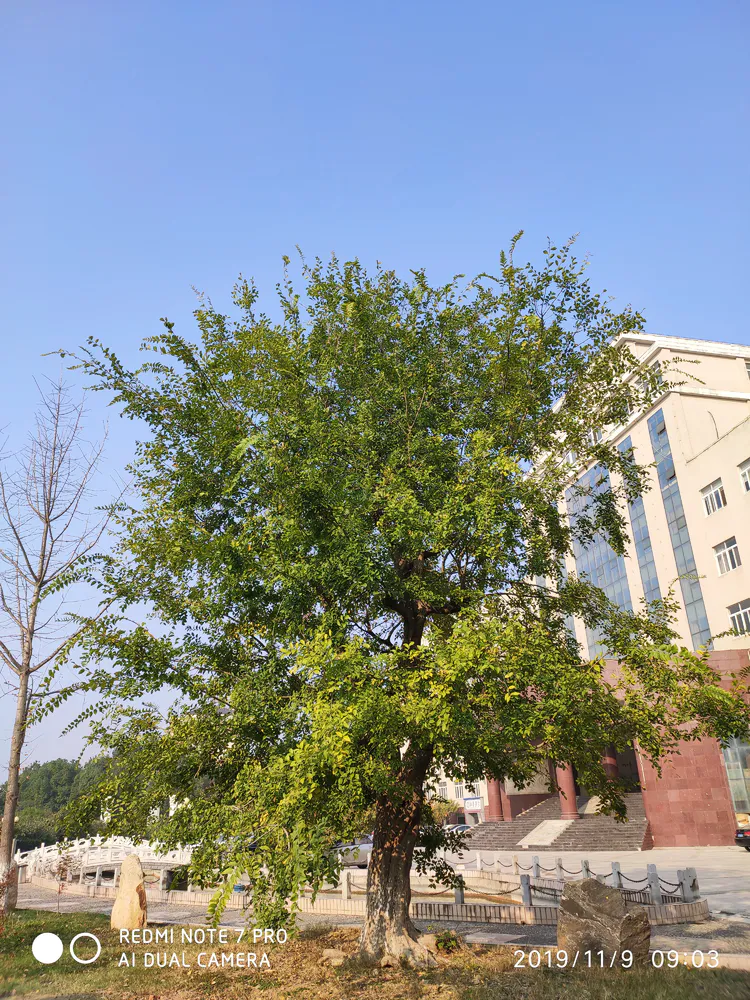 陪你一起看湖北省广水一中①——走进植物王国