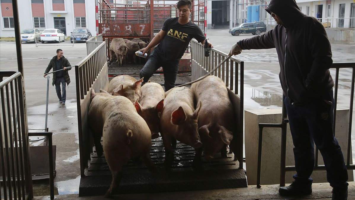 猪价跳水“9连跌”，肉价大跌超13元，还要跌？25日猪价肉价