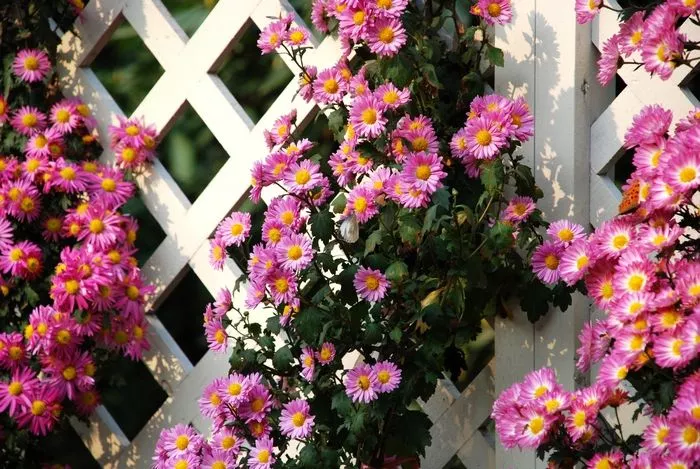 余生，想要一个院子，看花开花落
