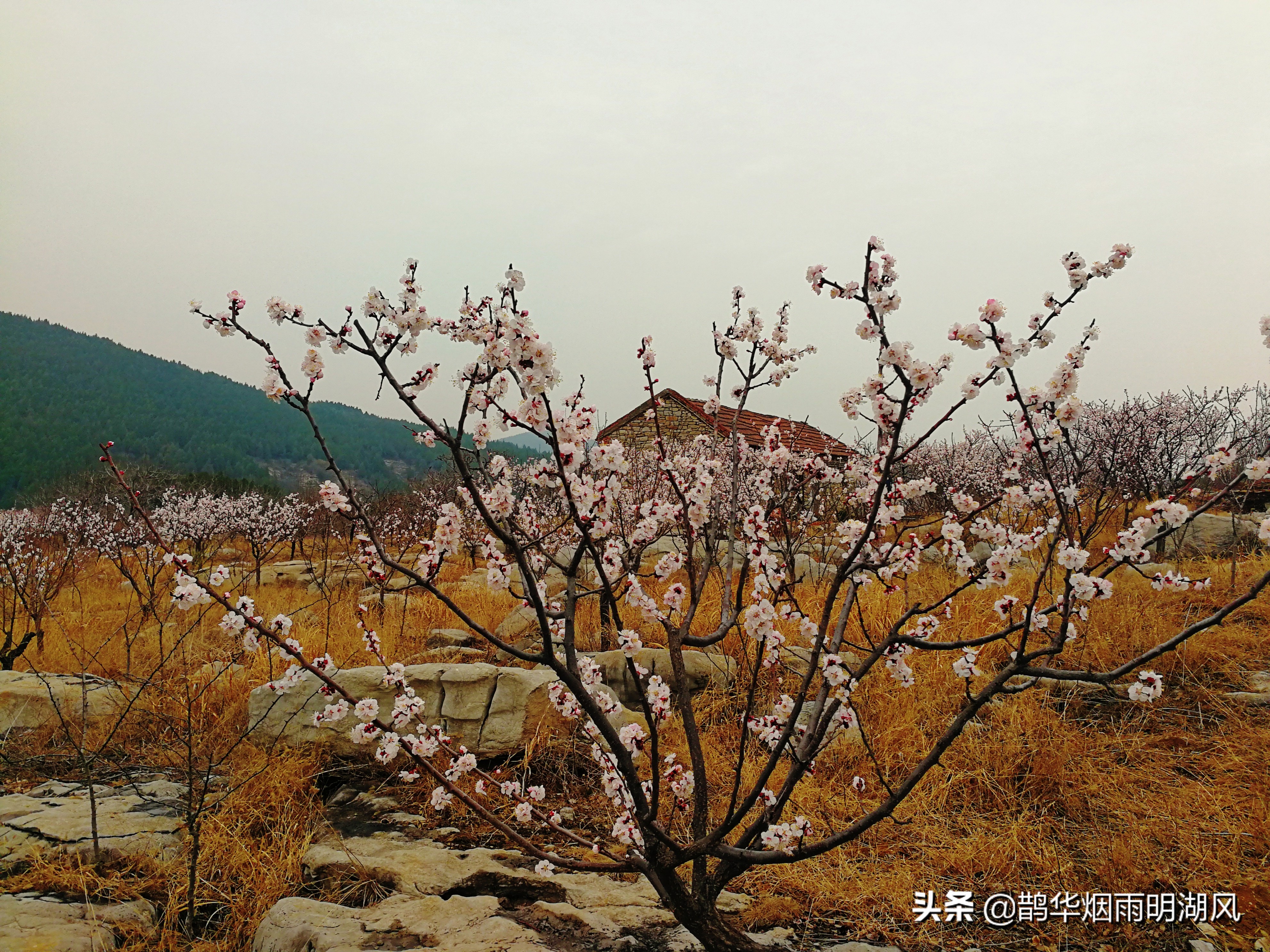 “青衣绣玉缕，春雨化琼浆”，聊一聊关于杏花与杏子的诗句