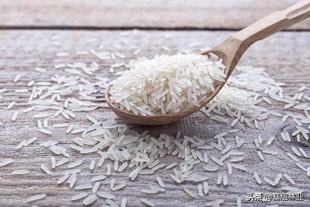 水稻属于什么植物（关于竹稻的研发历程介绍）