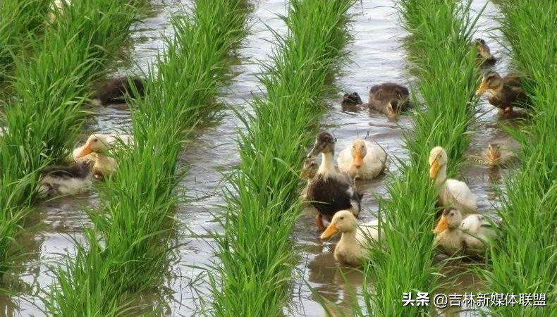 这是一篇透着“吉林温度”的广告！