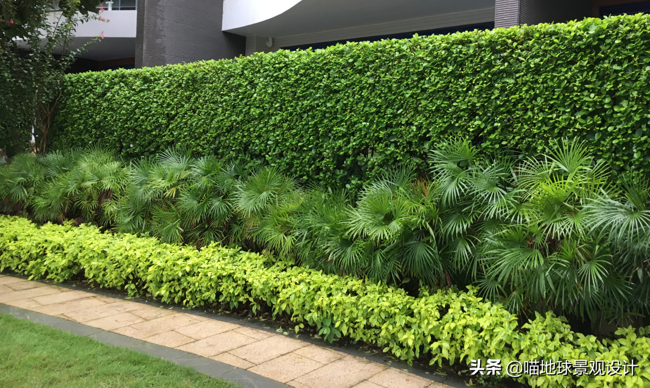 庭院绿篱植物,常见,适合做_文秘苑图库