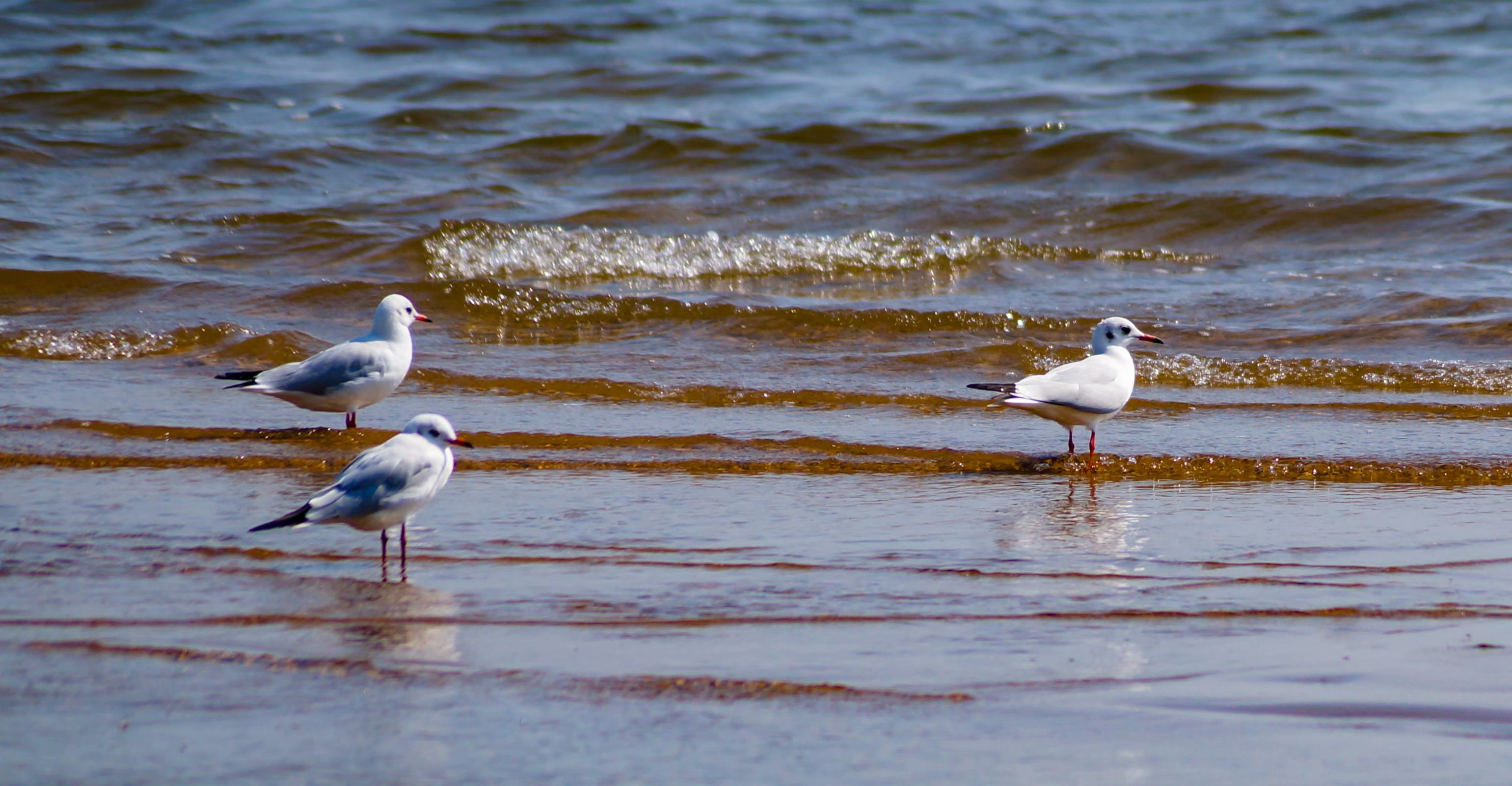 最新！中国研究生院排名爆光，中科院遥遥领先，清北紧随其后