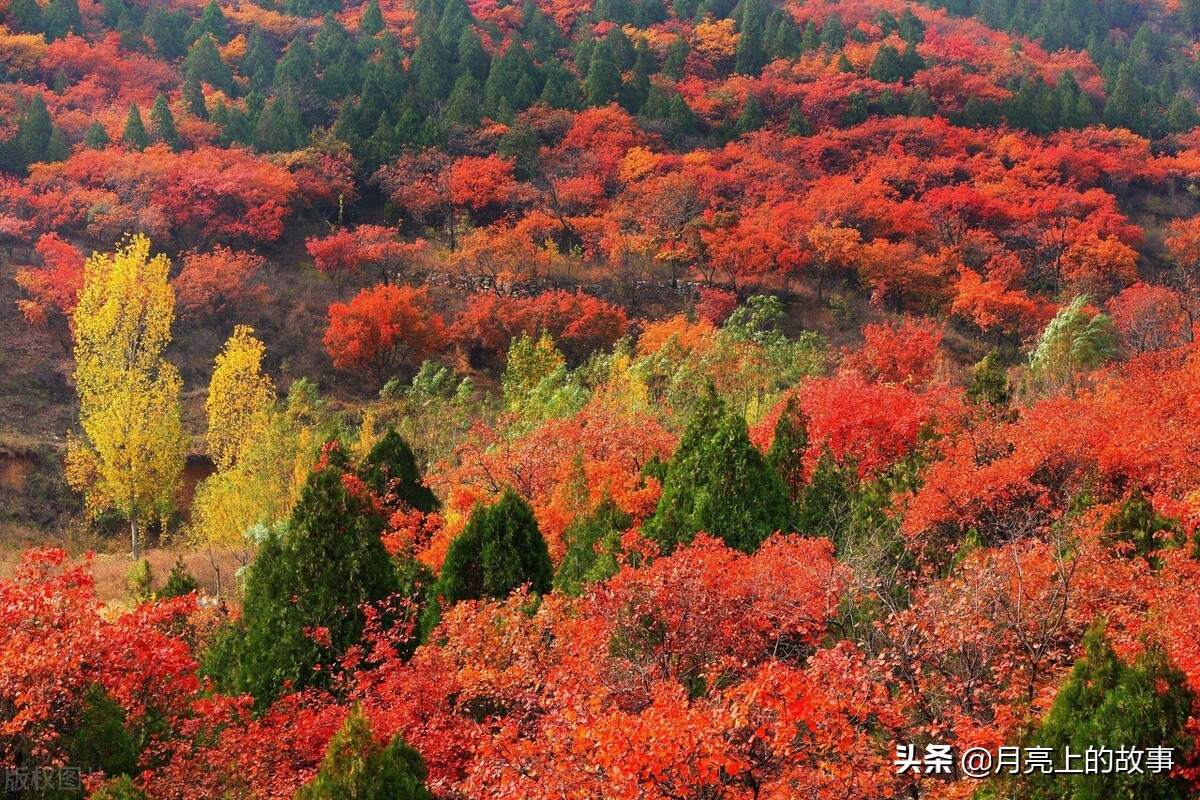 最美的枫叶，配最美的词句，不仅养眼还养心