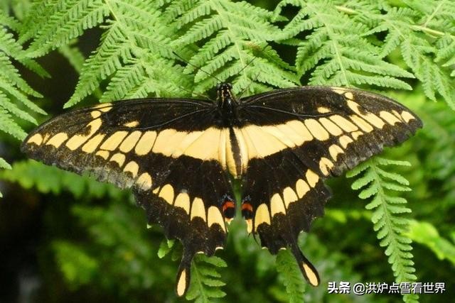 直销、传销、三级分销的区别