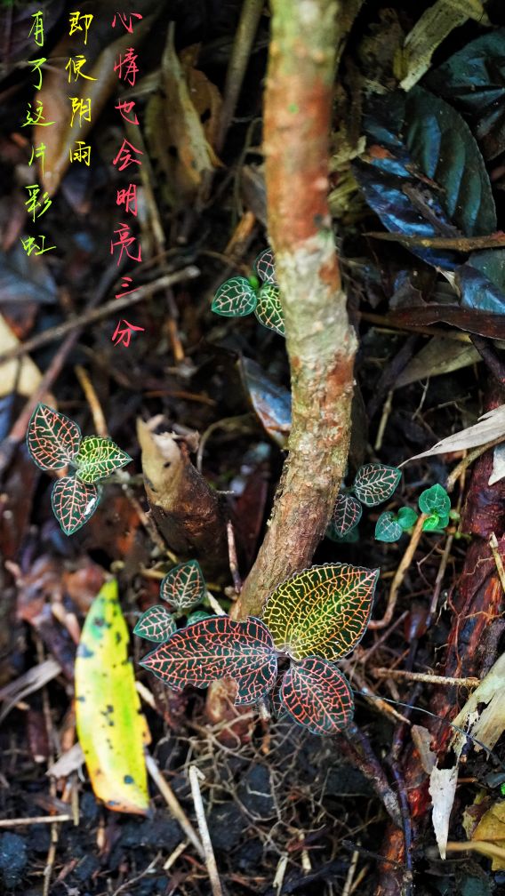 价格突飞猛涨的野草