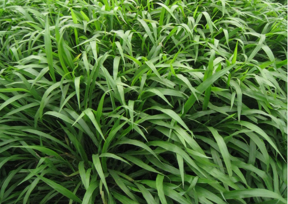 6種高產易種植的牧草，一年可收割多次，種1次可連著收10年