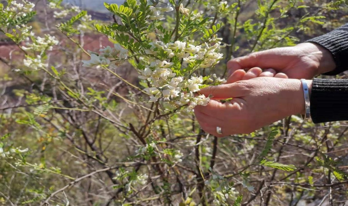 苦刺花怎么做好吃（农村常见的时令野花美食超好吃）