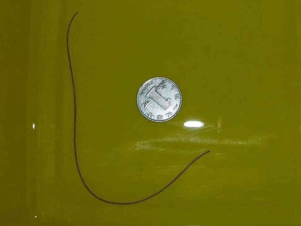 铁线虫会寄生在人体吗（铁线虫能够控制寄主意识行为）