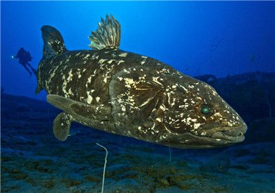 侏罗纪世界腔棘鱼怎么养新手必看「精心整理」 -骁龙网