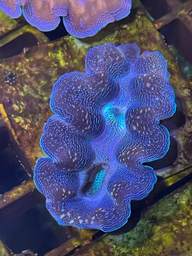 01"贝类之王"砗磲首展