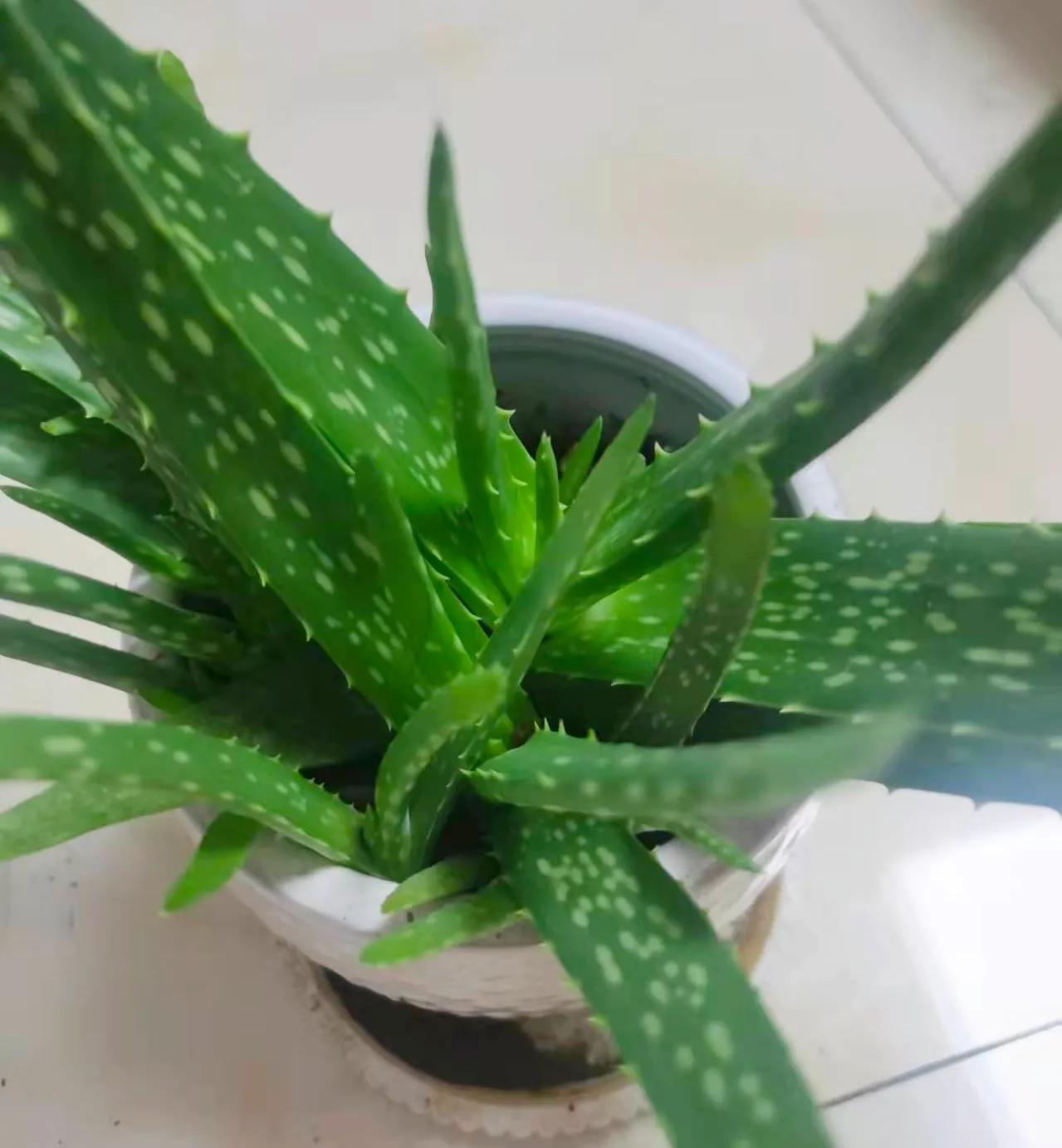 小学生原创作文《我家的芦荟》，写得很有意思