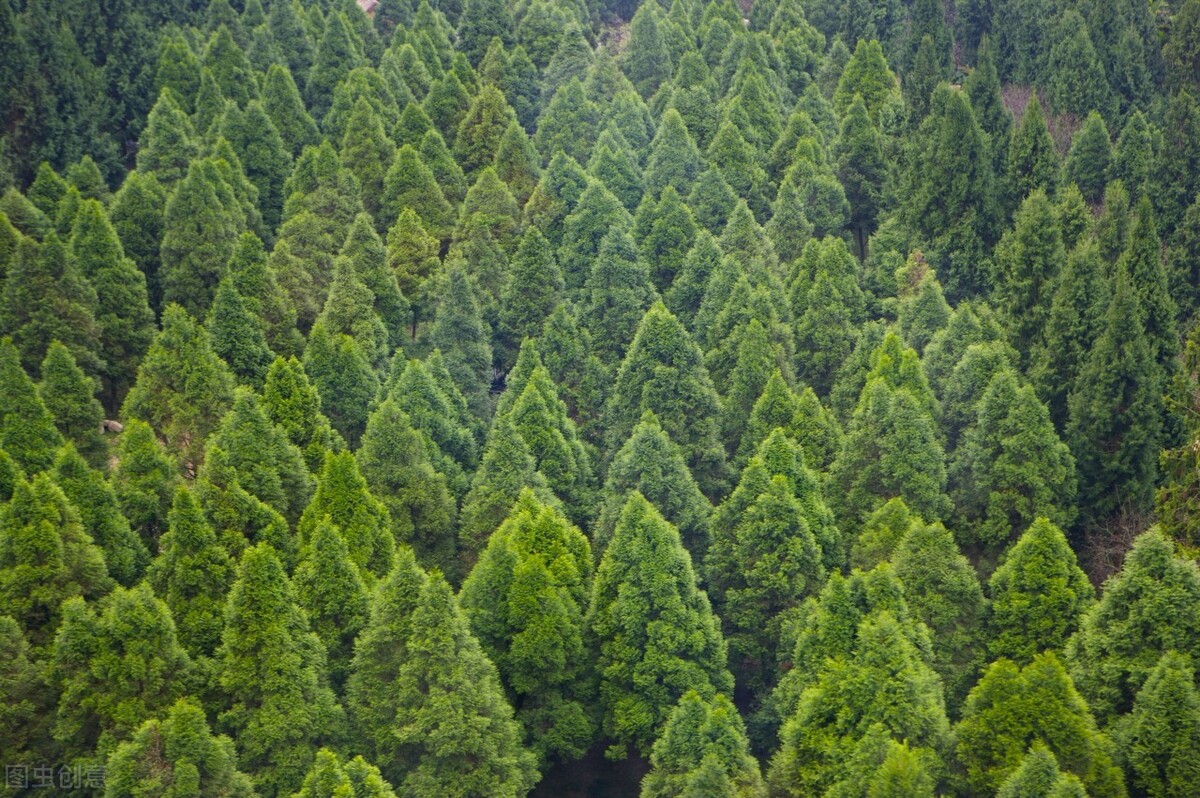 最先盛開,享盡鰲頭風光;到了秋天又掛滿累累果實;松樹柏樹雖貌不驚人