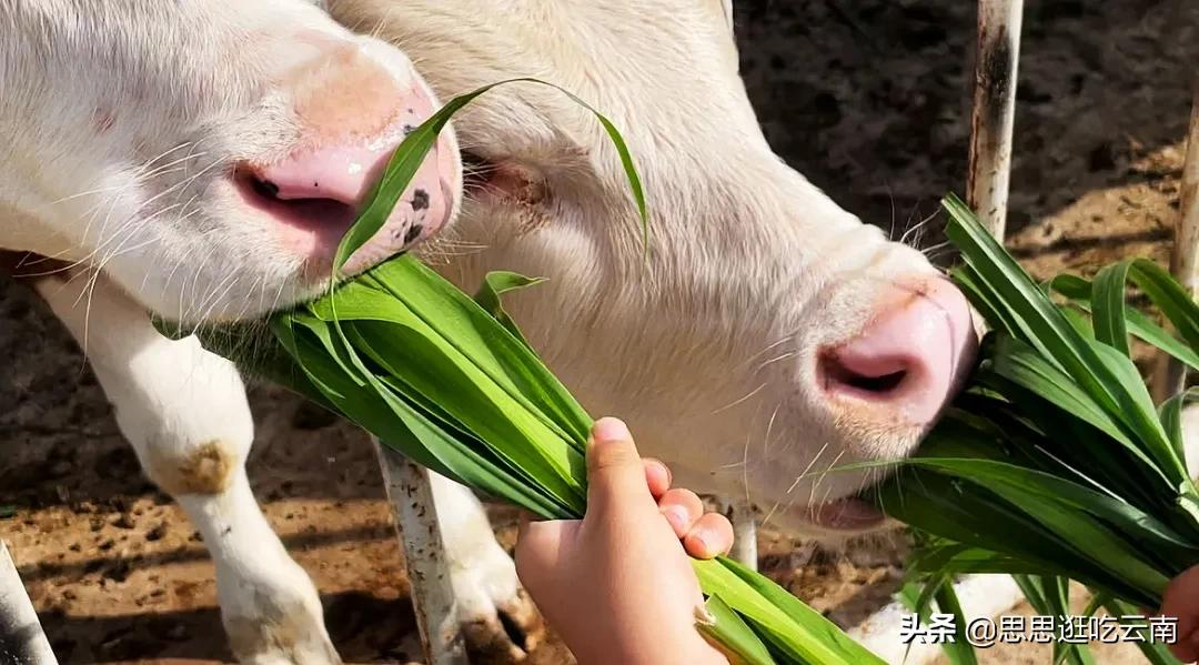 云南个旧，张子枫电影里的宝藏小城，藏着小镇青年的回忆和美食