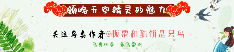 中国鸟文化｜为何黄鹂不能成为主流观赏鸟？百灵是如何兴起的