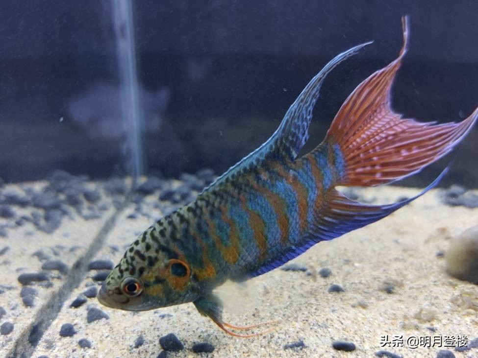 叉尾,叉尾鮰魚